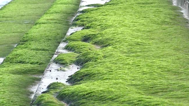 สาหร่ายเขียวมรกต สาหร่ายเขียวมรกต