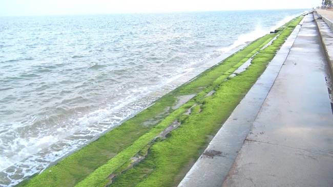 สาหร่ายเขียวมรกต สาหร่ายเขียวมรกต