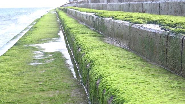 สาหร่ายเขียวมรกต สาหร่ายเขียวมรกต