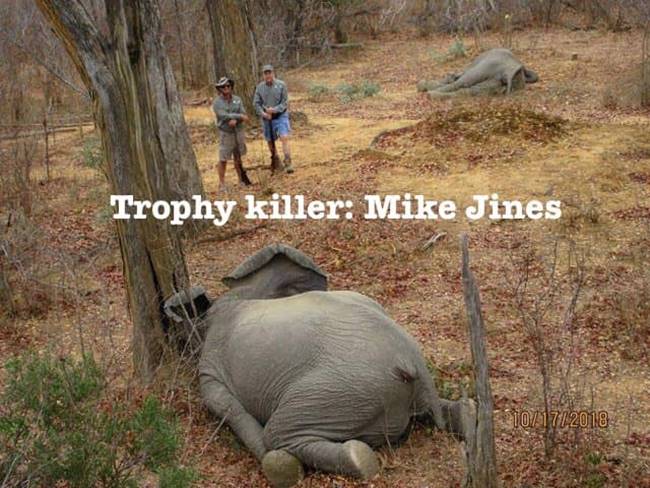 ฆ่าลูกช้าง ฆ่าลูกช้าง