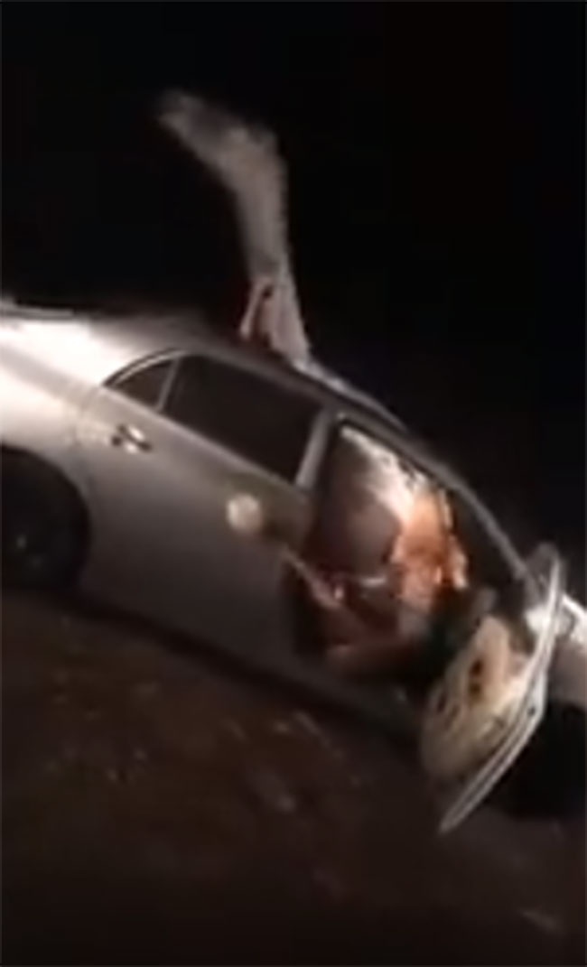 รถยนต์พุ่งชนอูฐ รถยนต์พุ่งชนอูฐ