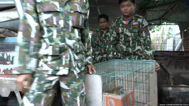 หมาจิ้งจอก หมาจิ้งจอก