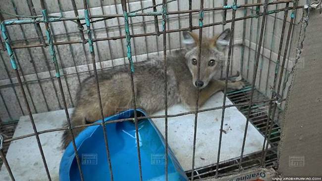 หมาจิ้งจอก หมาจิ้งจอก