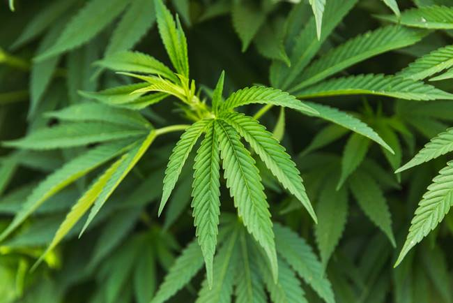 กัญชา-กระท่อม กัญชา-กระท่อม