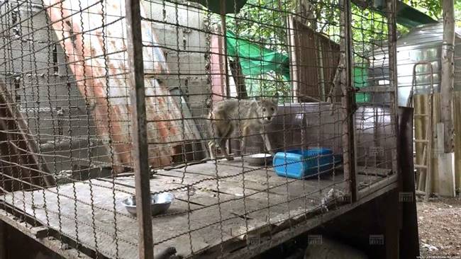 หมาจิ้งจอก หมาจิ้งจอก