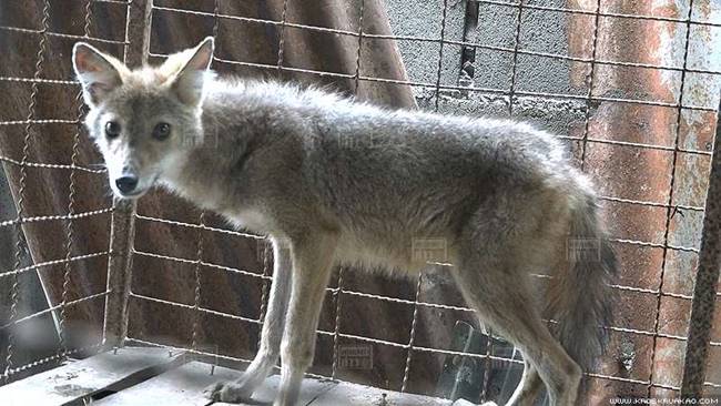 หมาจิ้งจอก หมาจิ้งจอก