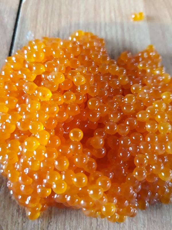 ปลาซัคเกอร์ ปลาซัคเกอร์