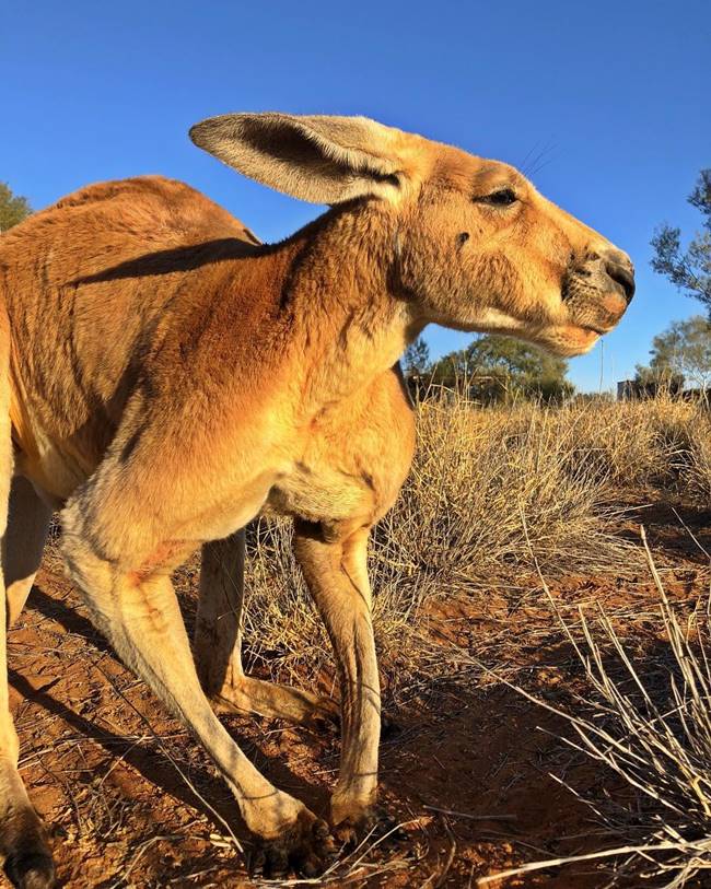 โรเจอร์ จิงโจ้กล้ามโต โรเจอร์ จิงโจ้กล้ามโต