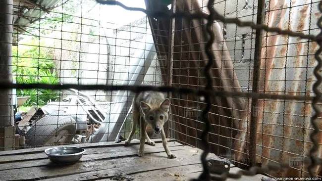 หมาจิ้งจอก หมาจิ้งจอก