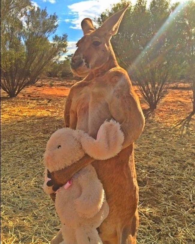 โรเจอร์ จิงโจ้กล้ามโต โรเจอร์ จิงโจ้กล้ามโต