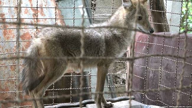 หมาจิ้งจอก หมาจิ้งจอก