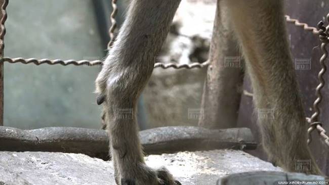 หมาจิ้งจอก หมาจิ้งจอก