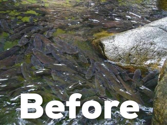 ปลาพลวง น้ำตกพลิ้ว ปลาพลวง น้ำตกพลิ้ว