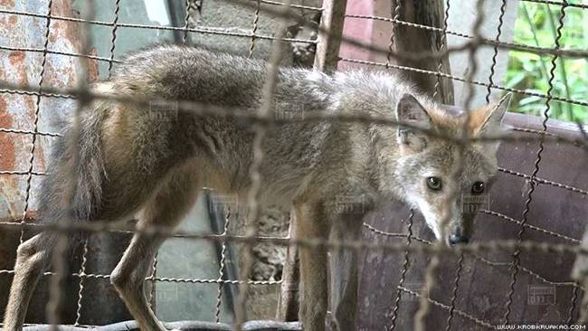 หมาจิ้งจอก หมาจิ้งจอก