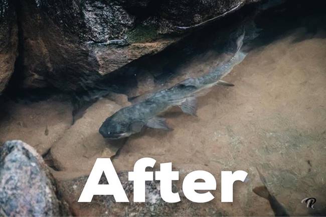 ปลาพลวง น้ำตกพลิ้ว ปลาพลวง น้ำตกพลิ้ว