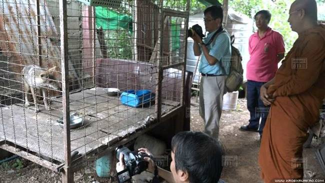 หมาจิ้งจอก หมาจิ้งจอก