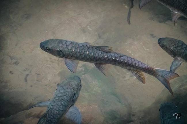 ปลาพลวง น้ำตกพลิ้ว ปลาพลวง น้ำตกพลิ้ว