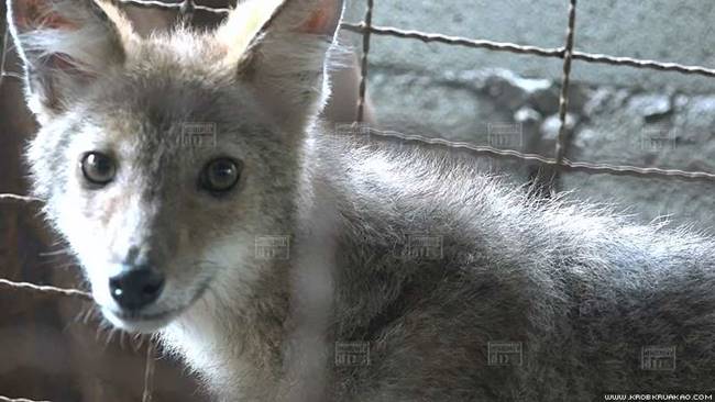 หมาจิ้งจอก หมาจิ้งจอก