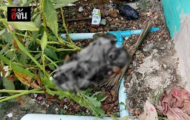 น้องไอแอล น้องไอแอล