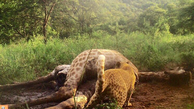 เสือดาวแดง เสือดาวแดง