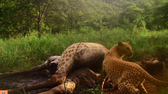 เสือดาวแดง เสือดาวแดง