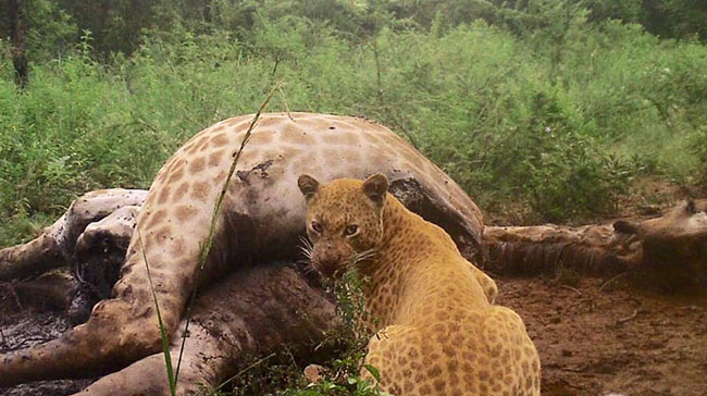 เสือดาวแดง เสือดาวแดง