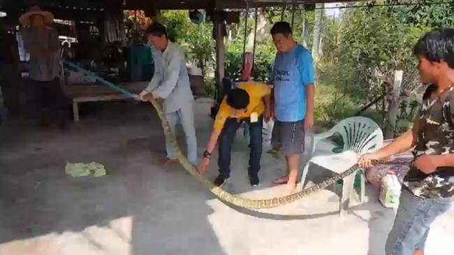 งูจงอาง งูจงอาง