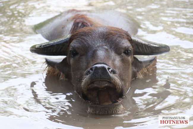 ฝูงควายในโครงการกระบือพระราชทาน ฝูงควายในโครงการกระบือพระราชทาน