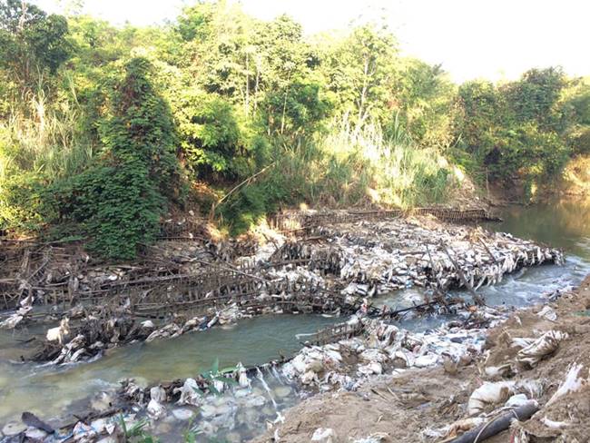 ฝายมีชีวิตหาดทรายทอง ฝายมีชีวิตหาดทรายทอง