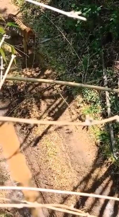 วิธีรับมือ หากเจอ เสือ ในป่า วิธีรับมือ หากเจอ เสือ ในป่า