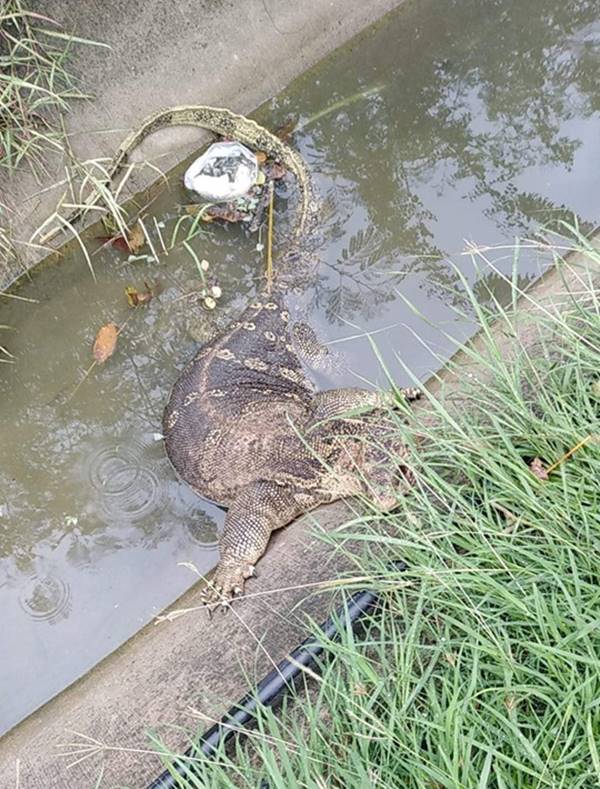 ตัวเงินตัวทอง ตัวเงินตัวทอง