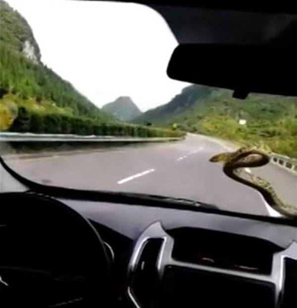 งูอยู่ในรถ งูอยู่ในรถ