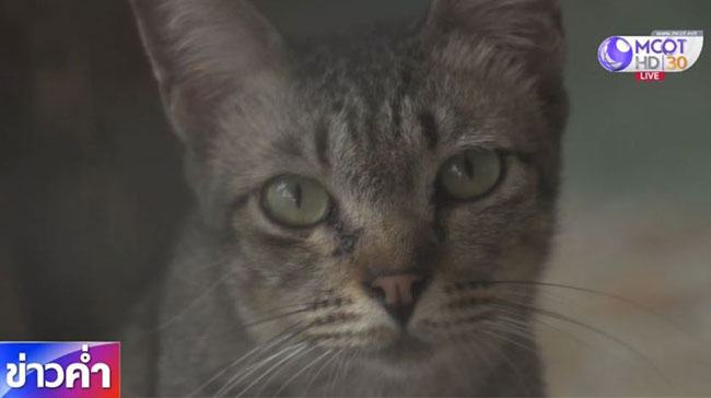 โรคจากหมัดแมว โรคจากหมัดแมว