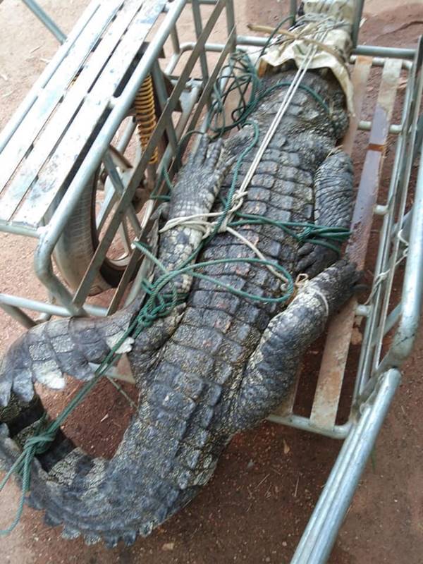 จระเข้หลุด จระเข้หลุด