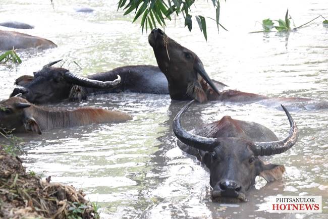 ฝูงควายในโครงการกระบือพระราชทาน ฝูงควายในโครงการกระบือพระราชทาน