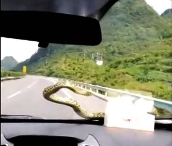 งูอยู่ในรถ งูอยู่ในรถ