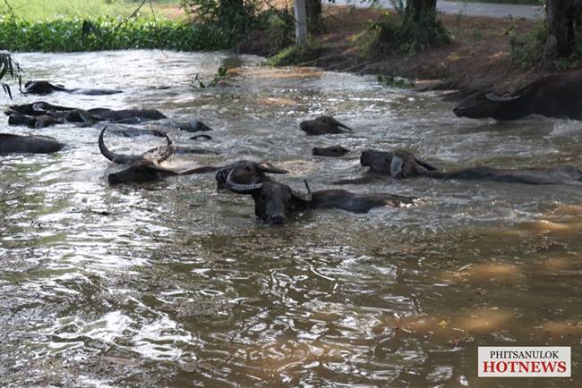ฝูงควายในโครงการกระบือพระราชทาน ฝูงควายในโครงการกระบือพระราชทาน
