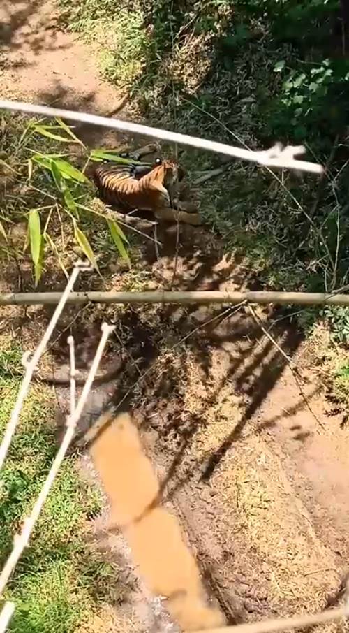 วิธีรับมือ หากเจอ เสือ ในป่า วิธีรับมือ หากเจอ เสือ ในป่า