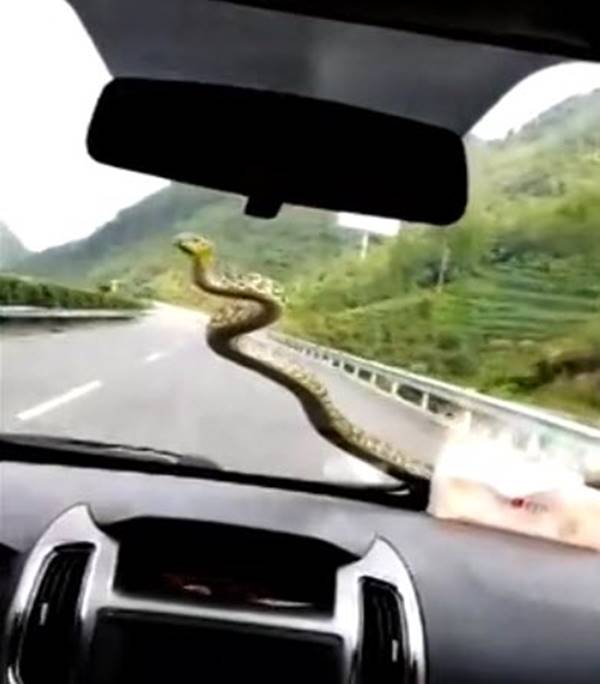 งูอยู่ในรถ งูอยู่ในรถ