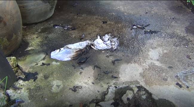 จุดไฟเผาตัวเอง จุดไฟเผาตัวเอง