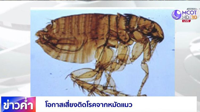 โรคจากหมัดแมว โรคจากหมัดแมว