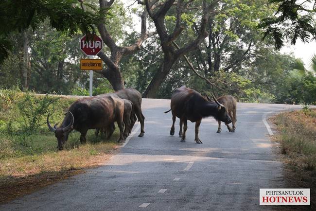 ฝูงควายในโครงการกระบือพระราชทาน ฝูงควายในโครงการกระบือพระราชทาน