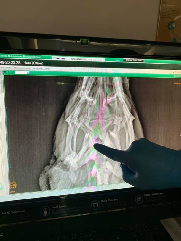 ตัวเงินตัวทอง ตัวเงินตัวทอง