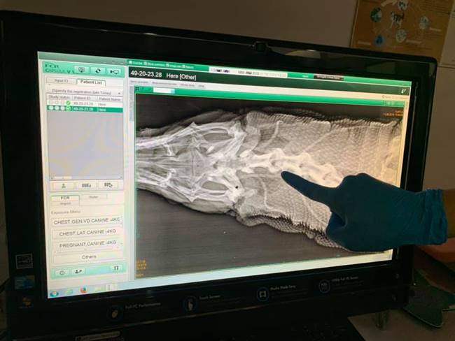 ตัวเงินตัวทอง ตัวเงินตัวทอง