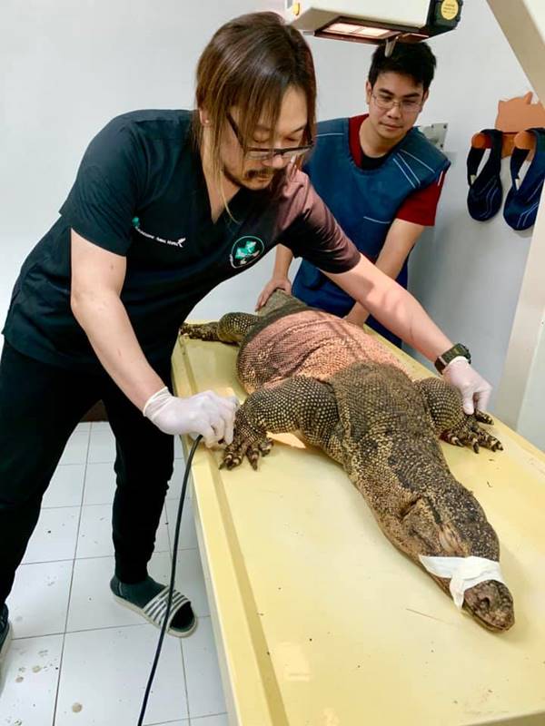 ตัวเงินตัวทอง ตัวเงินตัวทอง