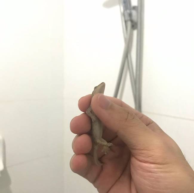 รับจ้างจับจิ้งจก ตุ๊กแก แมลงสาบ รับจ้างจับจิ้งจก ตุ๊กแก แมลงสาบ