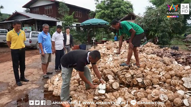 โกงราคายาง โกงราคายาง