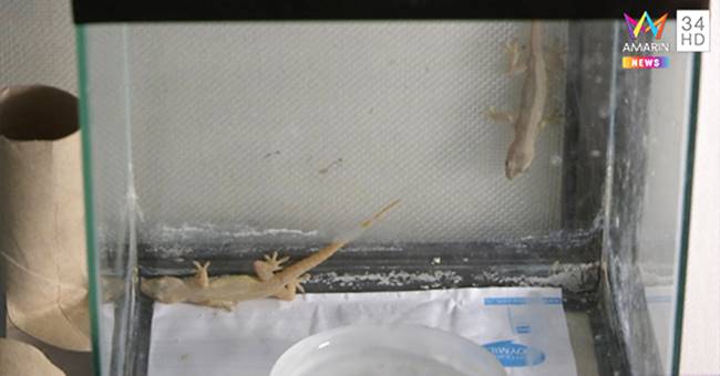 รับจ้างจับจิ้งจก ตุ๊กแก แมลงสาบ รับจ้างจับจิ้งจก ตุ๊กแก แมลงสาบ