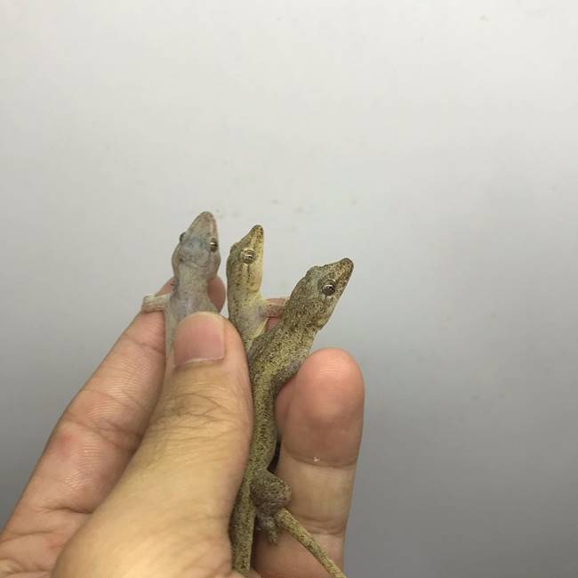 รับจ้างจับจิ้งจก ตุ๊กแก แมลงสาบ รับจ้างจับจิ้งจก ตุ๊กแก แมลงสาบ