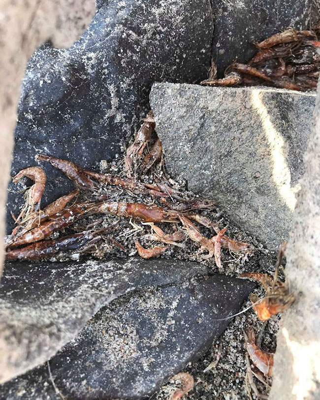 แม่น้ำโขง แม่น้ำโขง